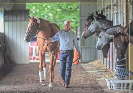  ?? MICHAEL CLEVENGER/THE (LOUISVILLE) COURIER-JOURNAL ?? Trainer Bob Baffert walks Justify around the barn Wednesday at Belmont Park, where he’ll try to become horse racing’s 13th Triple Crown winner Saturday.