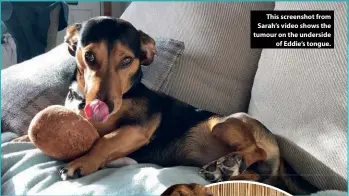  ??  ?? This screenshot from Sarah’s video shows the tumour on the underside of Eddie’s tongue.