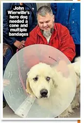  ?? ?? John Wierwille’s hero dog needed a cone and multiple bandages