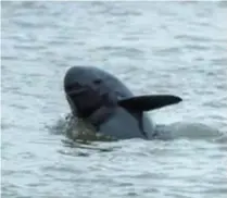  ?? ?? A Chinese finless porpoise is spotted in the Yangtze River in Yichang on October 6, 2021. The population of the species is growing back, thanks to China’s efforts to restore the ecosystem. — IC