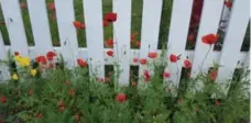  ??  ?? Papaver rhoeas are the same kind of poppy that sprang to life in battle-scarred Flanders the spring after the First World War ended.