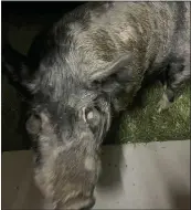  ?? JAKE MOLGAARD VIA THE ASSOCIATED PRESS ?? Kevin Bacon, a 450-pound pig, is caught on a security camera March 1in Kenosha County in Wisconsin.