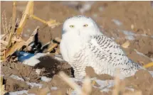  ?? WILSON HUM PHOTO ?? Snowy Owls are on the move south with this one seen in Ottawa. Watch for this arctic owl in open farmland, surroundin­g fields and the shores of rivers.