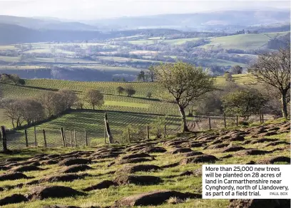  ?? PAUL BOX ?? More than 25,000 new trees will be planted on 28 acres of land in Carmarthen­shire near Cynghordy, north of Llandovery, as part of a field trial.