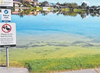  ??  ?? Blue-green algae in parts of Lake Hugh Muntz is getting worse.