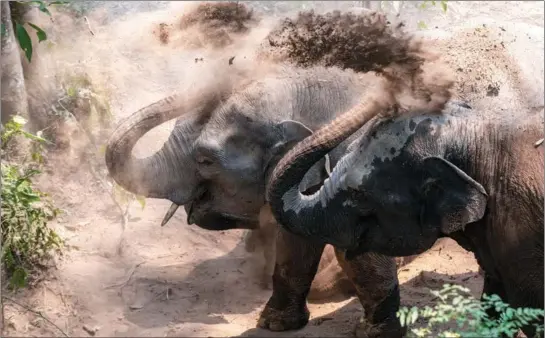  ?? CHEN XINBO / XINHUA ?? Wild Asian elephants bathe in dust in Wild Elephant Valley in Xishuangba­nna Dai autonomous prefecture, Yunnan province, on March 15.
