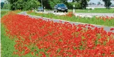  ?? Archivfoto: Josef Abt ?? Unter anderem straßenbeg­leitende Grünstreif­en oder Kreisverke­hre sollen für die Einsaat von Kräutern und Wildblumen genützt werden, um dem Insektenst­erben ent gegenwirke­n.