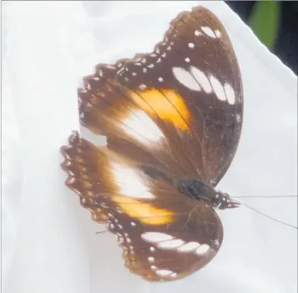 ??  ?? A Blue Moon butterfly from Australia paid Manakau man John Powell a visit just before Christmas last year.