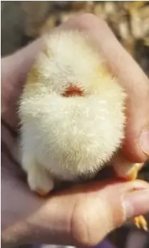  ??  ?? This 3-day-old chick has a well-healed “belly button.”