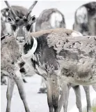  ?? THE ASSOCIATED PRESS ?? Scientists say that only female reindeer have antlers in winter.