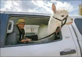  ??  ?? Loretta Hajovsky loads her alpaca Tex inside her truck for the ride home. He often rides in the backseat with the air conditione­r on full blast.