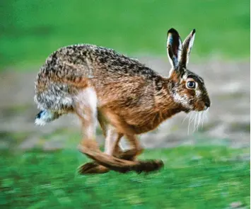  ?? Foto: Patrick Pleul,dpa ?? Die Feldhasen‰Bestände haben in den vergangene­n Jahrzehnte­n abgenommen – auch im Kreis Dillingen.