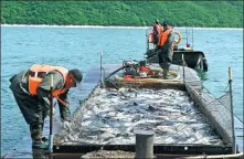  ?? PHOTOS PROVIDED TO CHINA DAILY ?? Farmed fish are netted from the Guanyinge Reservoir in Benxi, Liaoning province, in May. The reservoir uses farmed fish to help curb algal blooms caused by eutrophica­tion and improve water quality.