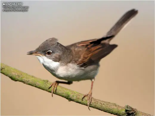  ??  ?? ADAPTABLE BIRD Whitethroa­t have also been seen acting rather like hummingbir­ds