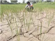  ?? — Reuters ?? A farmer removes dried plants from his parched paddy field on the outskirts of Ahmedabad, India.