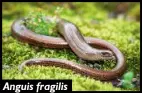  ??  ?? Anguis fragilis fragilis.