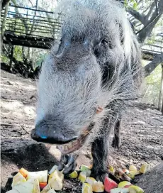  ??  ?? TUCKING IN: Mube the bushpig will have a guaranteed meal for quite some time thanks to food donations to the Seaview Predator Park