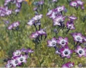  ?? Photograph­s by Tim Becker ?? GREAT NATIVE SEEDS to plant right now for a blooming crop of wildf lowers this spring include, from top, gilia; lupine and California poppies, in complement­ary colors; clarkia, which comes in many colors including purple; and tricolor gilia.