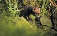  ??  ?? The bush dog pup takes its first steps at the zoo