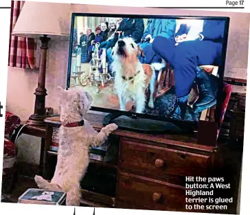  ??  ?? Hit the paws button: A West Highland terrier is glued to the screen