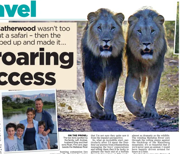  ??  ?? ON THE PROWL: The two lions spotted by the family. Left: Andrea, husband Gray and their sons Ruari, Finn and Jago beside the Matlabas River