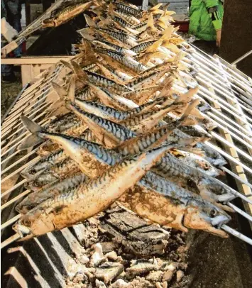  ?? Foto: Käsinger ?? Viele hundert Fische – Makrelen und Forellen – grillen die Pfaffenhof­ener Fischer am morgigen Karfreitag frisch auf dem Buchen holz.