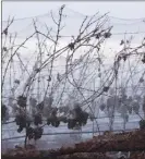  ?? Special to the Herald ?? Grapes under netting are ready to make icewine at Grizzli Winery in West Kelowna.