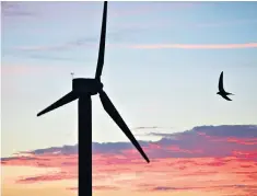  ?? ?? On a wing and a prayer: a swift negotiates a wind turbine in Camelford, Cornwall