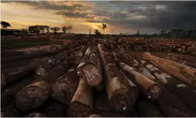  ??  ?? Timber operations in Mindourou, Cameroon, run by Pallisco, a sustainabl­e logging company. Photograph: Brent Stirton/Getty Images