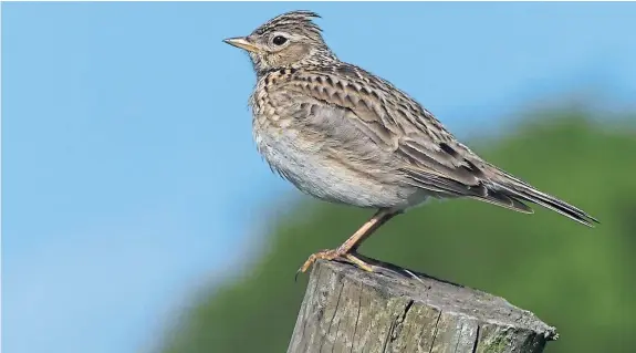  ??  ?? “This skylark was having a rest on a post near Falkland before climbing up into the sky and singing,” says Neil Robertson of Freuchie.