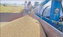  ?? HT PHOTO ?? Officials say the overall wheat procuremen­t in the state is likely to remain around 70 lakh MT against the target of 85 lakh MT.