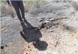  ??  ?? Shari Ex stands over the remains of Pig No. 3, one of four pigs researcher­s posed in the harsh Sonoran Desert near the town of Arivaca.