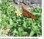  ??  ?? Coat button, or kancing baju flower with the tawny coster butterfly, one of the top five most observed species at the event.