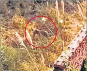  ?? HANDOUT ?? An unverified video grab shows an animal reportedly spotted by an anonymous person from the balcony of a hotel in Kasna.