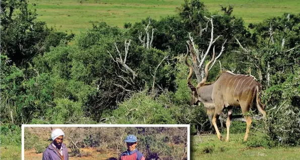  ??  ?? BO: Dié Oos-Kaapse bul sal enige jagter se hart vinniger laat klop. Jagters se kanse op die oop plase is beperk en jy moet elke geleenthei­d om te skiet benut.