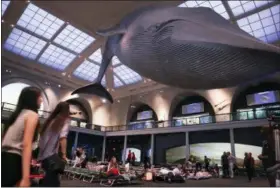  ?? EMILIANO RODRIGUEZ MEGA — THE ASSOCIATED PRESS ?? Visitors at the American Museum of Natural History prepare to spend the night under the blue whale exhibit in the Milstein Hall of Ocean Life during the adult-only sleepover on Friday, June 22, 2018, in New York. The event became so popular that other science centers around the U.S. followed suit. Aquariums and museums in cities such as Atlanta, Milwaukee and Portland, Oakland, have hosted their own pajama parties for grown-ups.