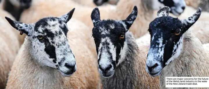  ?? ?? There are major concerns for the future of the Welsh lamb industry in the wake of the New Zeland trade deal.