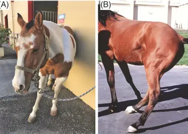  ??  ?? DEVASTATIN­G: Horses with sidewinder syndrome appear to lose control of their hindquarte­rs, causing them to lean or circle uncontroll­ably. In the horses above, the gait abnormalit­y was found to be connected to neurologic­al disease.