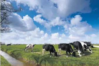  ??  ?? L’alimentati­on de la vache influence la compositio­n en acides gras à chaîne ramifiée du lait.