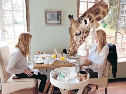  ?? Photograph­s from Amanda Jones ?? SOFIA JONES and her mom, Amanda, share breakfast with one of the residents at the Giraffe Manor outside Nairobi, Kenya.