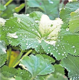  ?? Ute Woltron ?? Dem Regen voraus geht die einzigarti­ge Phase des Regendufte­s.