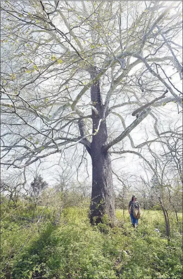  ?? (NWA Democrat-Gazette/Flip Putthoff) ?? Find sycamore trees and you may find morel mushrooms. Melissa Nichols hunts April 15 around a massive sycamore tree near Little Sugar Creek in McDonald County, Mo.