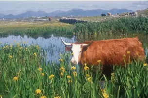  ??  ?? ●● Cattle aside a pond in Oilean Maisean with the mountains of Connemara in the background