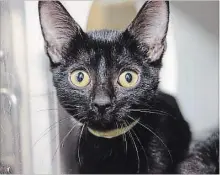  ?? SPECIAL TO THE ST. CATHARINES STANDARD ?? Elvis can be adopted from Lincoln County Humane Society.