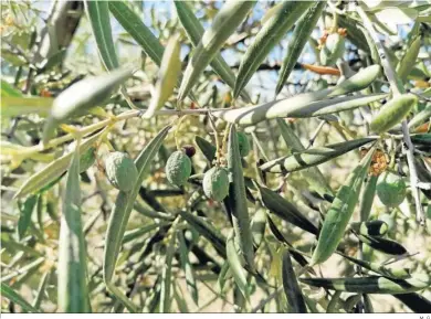  ?? M. G. ?? Estado de las aceitunas en los olivos cordobeses por la falta de agua.