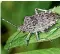  ??  ?? The brown marmorated stink bug