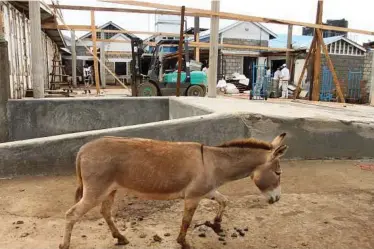  ??  ?? A donkey arrives at the Goldox Donkey Slaughterh­ouse — the largest of Kenya’s abattoirs.