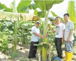  ??  ?? TIGA peserta AET yang mengusahak­an tanaman pisang di Tawau terdiri daripada Anthony Silokon, Julkifle Ishak dan Jimbau Tiyang.