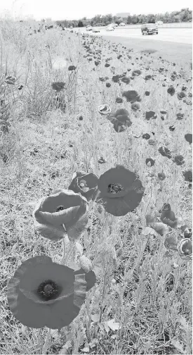  ?? [PHOTO BY JIM BECKEL, THE OKLAHOMAN ARCHIVES] ?? Poppies grow along the Hefner Parkway.