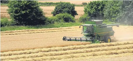  ??  ?? Though this year’s harvest is well under way there is likely to be a surplus of barley that could be exported.